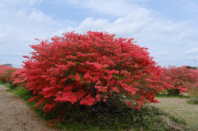 本吉口登山口の登山道の風景写真