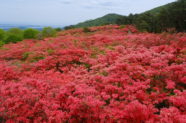 本吉口登山口の登山道の風景写真