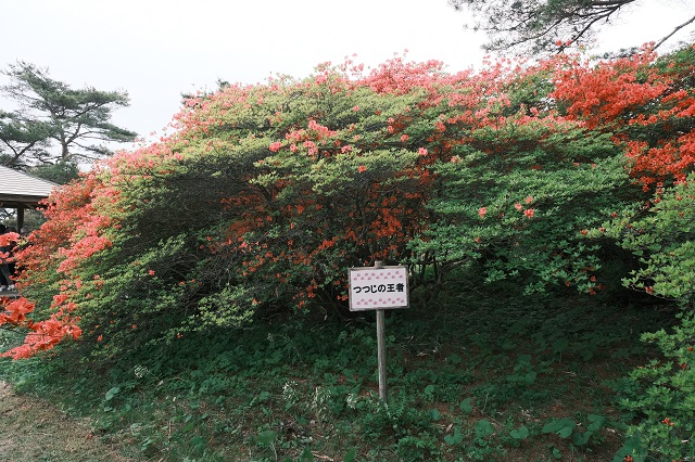 つつじの王者の写真