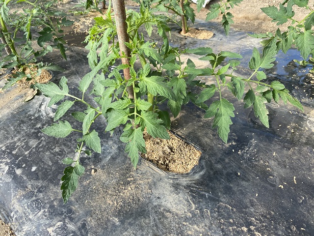 トマト苗を畑に植える