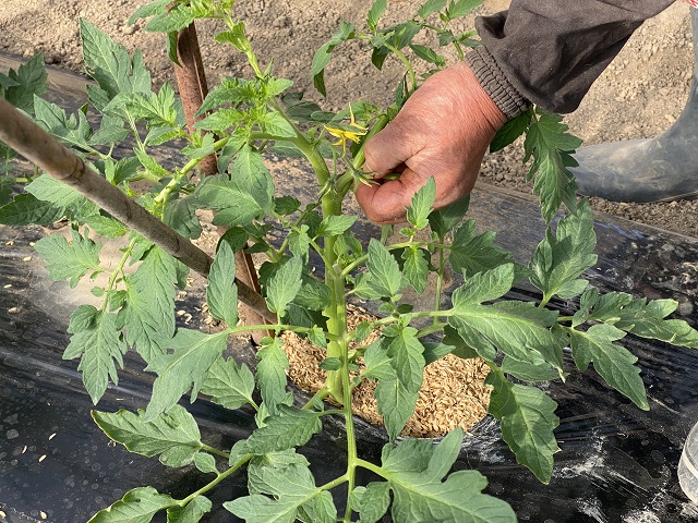 トマトの芽かきの写真