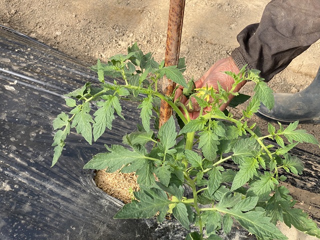 トマトの芽かきの写真
