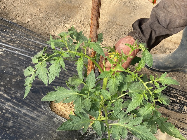 トマトの芽かきの写真