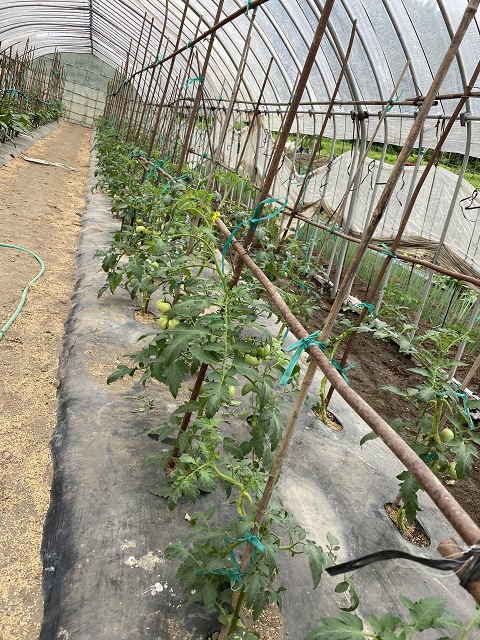 トマト苗を植えた状況写真