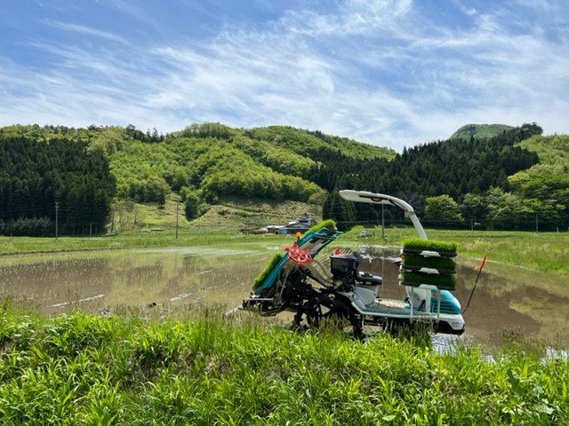 田植えの風景写真
