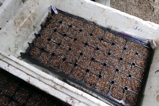 トマト麗夏の種まき風景写真