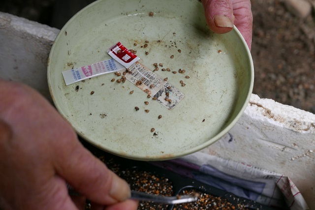 トマト麗夏の種まき風景写真