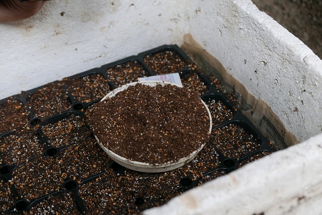 種まきポットに培土を入れた写真
