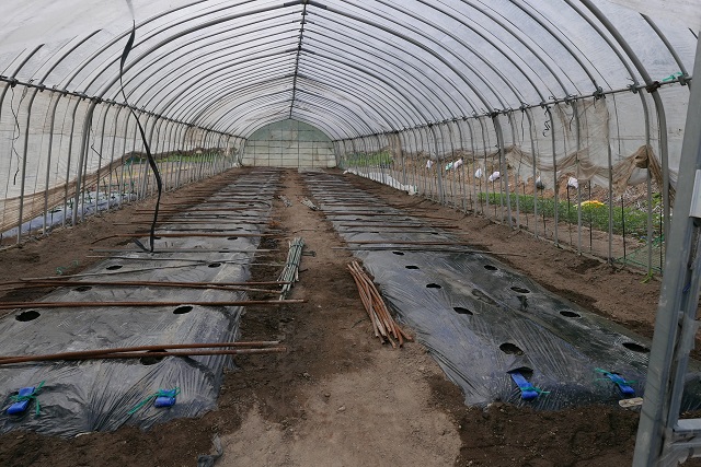 トマトの作り方の支柱篇