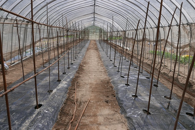 トマトの作り方の支柱篇