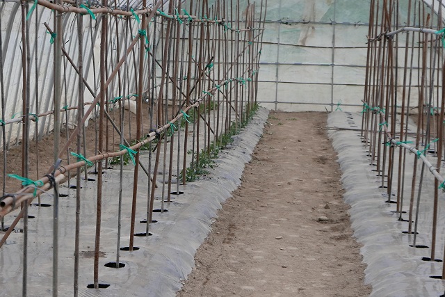 トマトの作り方の支柱篇