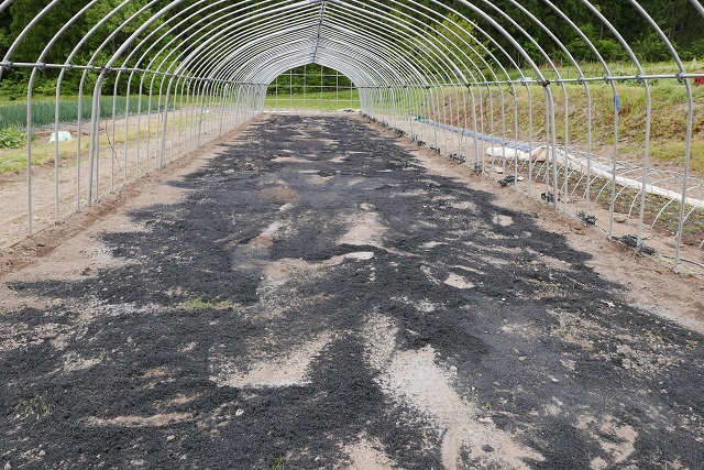 てんろ石灰と燻炭を撒いた状況写真