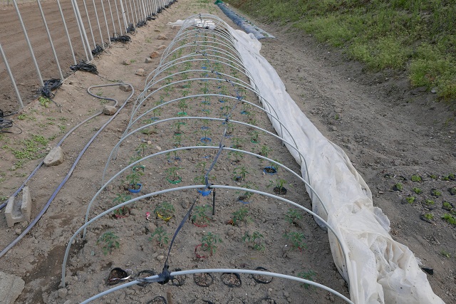 トマト苗のトンネル移植の写真