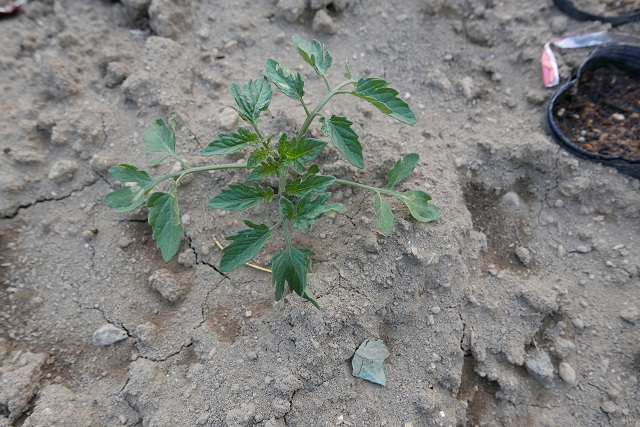 トマト苗のトンネル移植の写真