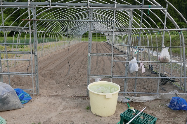 トマトの苗のハウス