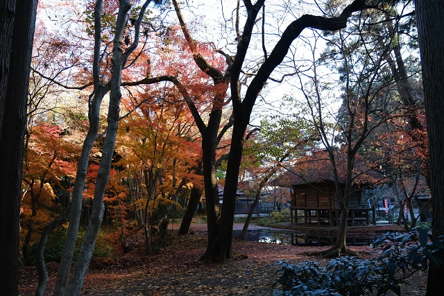 中尊寺の秋の紅葉の写真