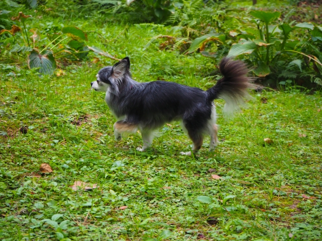 意気揚々のイメージ写真