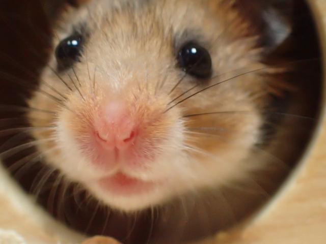 疚しいのイメージ画像