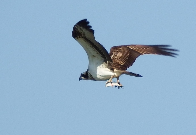 意気揚々のイメージ写真