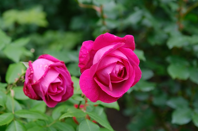 円通院のバラ園の写真