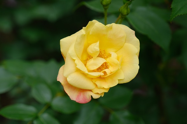 円通院のバラ園の写真