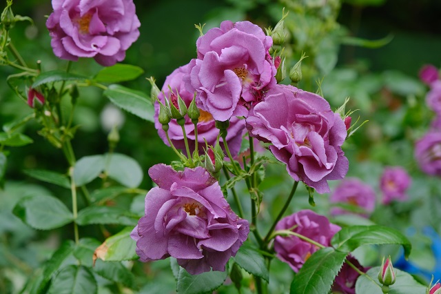 円通院のバラ園の写真