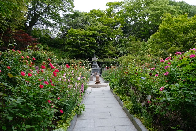 円通院のバラ園の写真