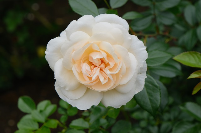 円通院のバラ園の写真