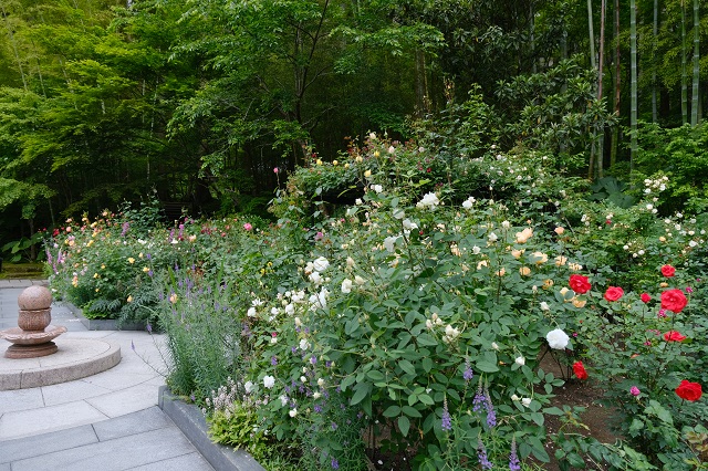 円通院のバラ園の写真