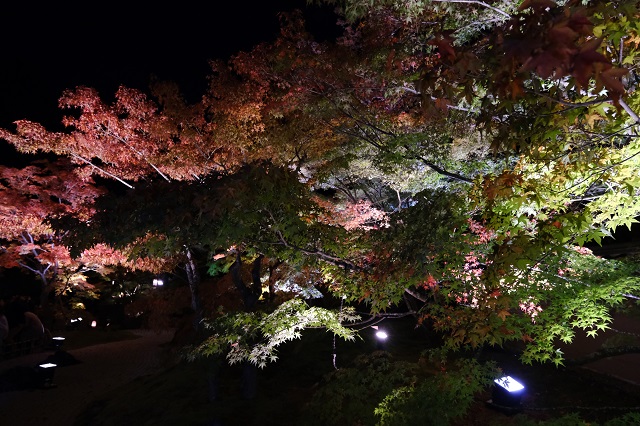 円通院のライトアップの風景写真