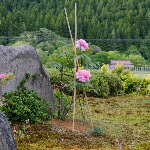 庭の草木の牡丹の花の写真