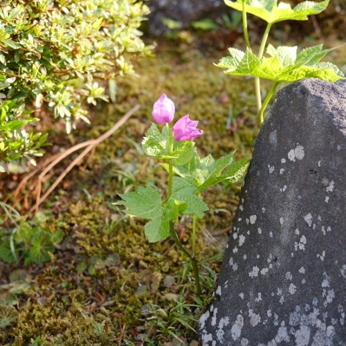 庭の草木の花の写真