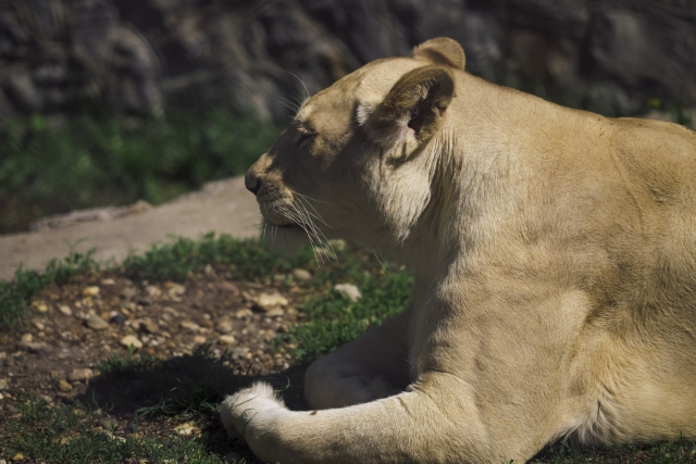 ライオンの写真