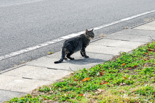 地に足をつける猫