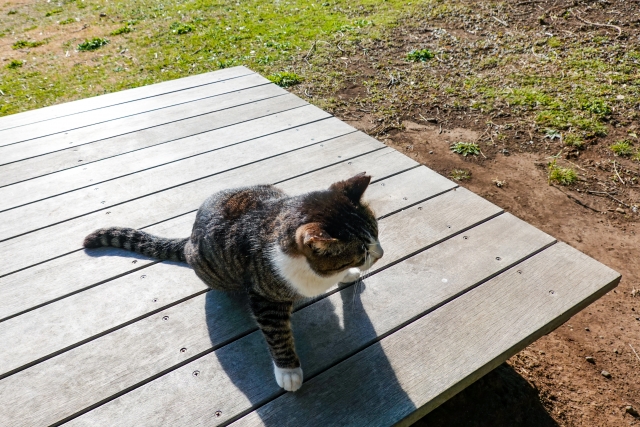 地に足をつける猫