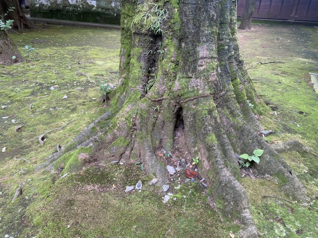 地に足をつける猫