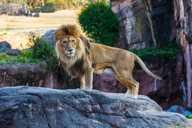 ライオンの写真