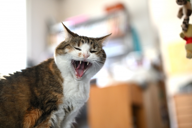 ネコの鎌首をもたげた写真