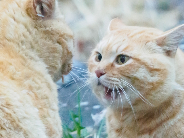 ネコの鎌首をもたげた写真