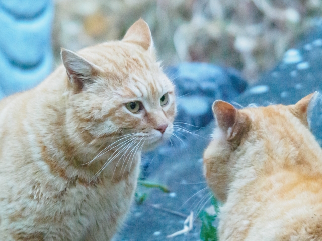 売り言葉に買い言葉のネコ