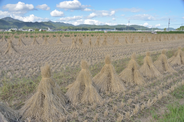 藁の写真