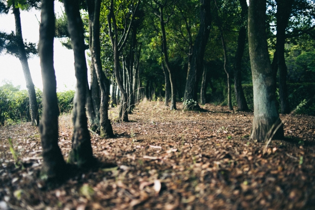 還るのイメージ写真