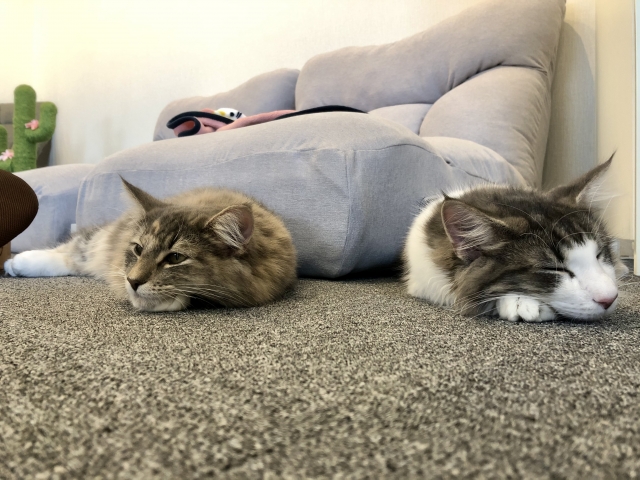 売り言葉に買い言葉のネコ