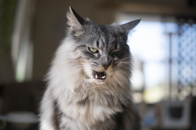 ネコの鎌首をもたげた写真