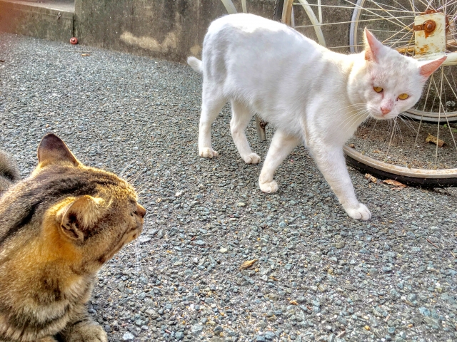 売り言葉に買い言葉のネコ