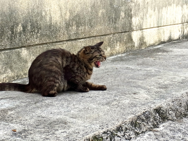 ネコの鎌首をもたげた写真