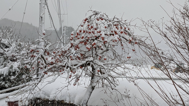 立ち往生の写真