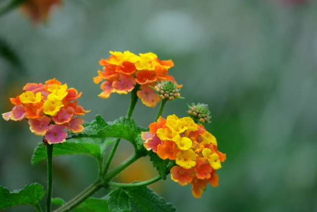 以上のイメージ写真