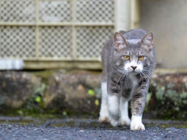 長丁場のネコ