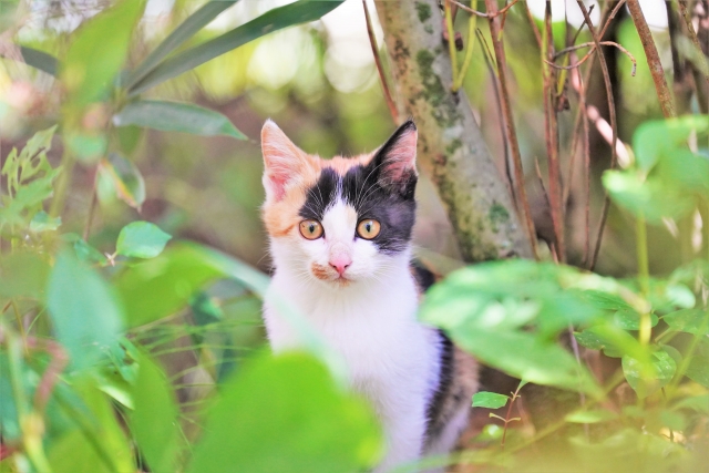 背徳感のイメージ写真